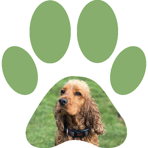 About Pet Care From Activepetz