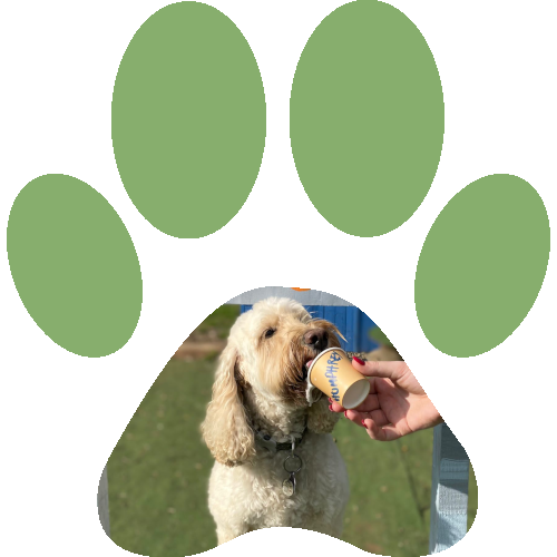 Dog Daycare Pet Care