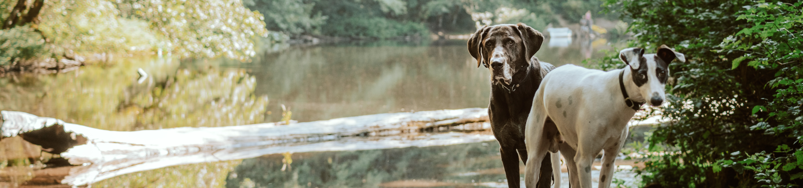 Pet Care Rates