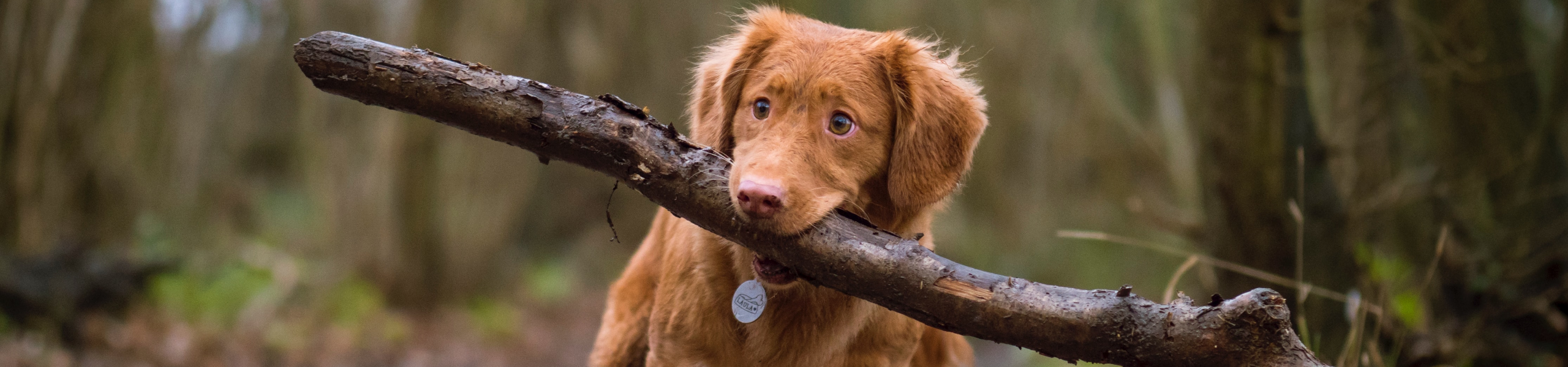 Activepetz Services Information